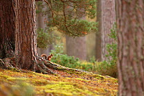 Red squirrel (Sciurus vulgaris) in mature pine forest habitat, Cairngorms National Park, Highlands, Scotland, UK
