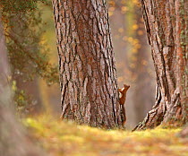 Red squirrel (Sciurus vulgaris) in mature pine forest habitat, Cairngorms National Park, Highlands, Scotland, UK, October.