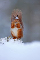 Red squirrel (sciurus vulgaris) feeding in snow, Cairngorms National Park, Highlands, Scotland, UK