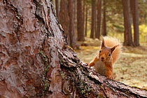 Red squirrel (Sciurus vulgaris) in Scots pine forest, Cairngorms National Park, Highlands, Scotland, UK
