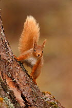 Red squirrel (Sciurus vulgaris) in Scots pine forest, Cairngorms National Park, Highlands, Scotland, UK, April.