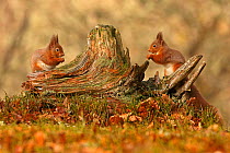 Red squirrels (Sciurus vulgaris) feeding next to each other on old tree stump, Cairngorms National Park, Highlands, Scotland, UK, February.
