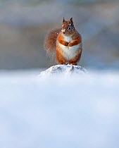 Red Squirrel (Sciurus vulgaris) in winter, Cairngorms National Park, Highlands, Scotland, UK, December.