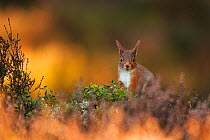 Red Squirrel (Sciurus vulgaris) foraging amongst heather as first light hits forest floor, Cairngorms National Park, Highlands, Scotland, UK, March.