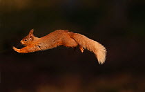 Red squirrel (Sciurus vulgaris) leaping between pine trees in forest in late afternoon light, Cairngorms National Park, Highlands, Scotland, UK, April.