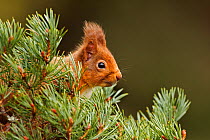 Red Squirrel (sciurus vulgaris) foraging in pine tree, Cairngorms National Park, Highlands, Scotland, UK, February,
