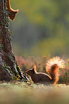 Red squirrel (Sciurus vulgaris) two squirrels encountering each other. Cairngorms National Park ,Highlands, Scotland, November.