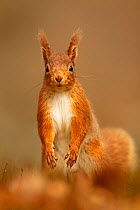 Red Squirrel (Sciurus vulgaris) standing upright in alert pose. Cairngorms National Park, Scotland, UK, March.