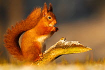 Red squirrel (Sciurus vulgaris) in winter in early morning light. Cairngorms National Park, Highlands, Scotland, UK