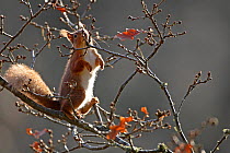 Red Squirrel (Sciurus vulgaris) nibbling on oak buds, Cairngorms National Park, Highlands, Scotland, UK, January.