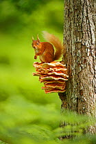Red squirrel (Sciurus vulgaris) sitting on Chicken of the Woods fungus (Laetiporus), Cairngorms National Park, Highlands, Scotland, UK, June.