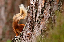 Red Squirrel (Sciurus vulgaris) disappearing behind tree,  tail visible, Cairngorms National Park, Highlands, Scotland, UK, August.