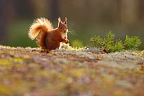 Red Squirrel (sciurus vulgaris) on lichen covered forest floor, Cairngorms National Park, Highlands, Scotland, UK, March.