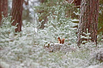 Red squirrel (Sciurus vulgaris) in winter pine forest, Cairngorms National Park, Highlands, Scotland, UK, January.