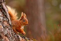 Red squirrel (Sciurus vulgaris)  in Scots pine forest, Cairngorms National Park, Highlands, Scotland, UK, April.