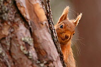Red squirrel (Sciurus vulgaris) peering round pine tree, Cairngorms National Park, Highlands, Scotland, UK, April.
