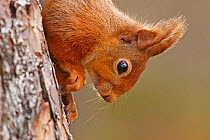 Red squirrel (Sciurus vulgaris) close-up climbing down tree, Cairngorms National Park, Highlands, Scotland, UK, April.