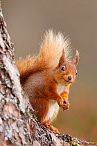 Red squirrel (Sciurus vulgaris) portrait,  Highlands, Scotland, UK, April.