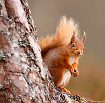 Red squirrel (Sciurus vulgaris)  in Scots pine forest, Cairngorms National Park, Highlands, Scotland, UK, April.