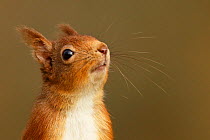 Red Squirrel (Sciurus vulgaris) close-up portrait of red squirrel sniffing. Cairngorms National Park, Highlands, Scotland, UK, March.
