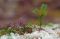Scots pine (Pinus sylvestris) seedling growing amongst lichens and heather.  Cairngorms National Park. Highlands, Scotland, September.