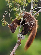 Pine marten (Martes martes) on branch of Scots pine tree. Perthshire, Highlands, Scotland, UK, May.