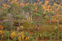 Scots pine (Pinus silvestris) and Silver birch (Betula pendula) forest, with natural regeneration of pine and birch seedlings. Glen Strathfarrar, Highlands, Scotland, UK
