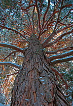 Ancient Scots pine tree (Pinus sylvestris) low angle view, Cairngorms National Park, Scotland, UK, December.