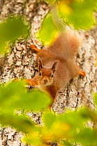 Red squirrel (Sciurus vulgaris) descending trunk of Oak tree, Cairngorms National Park, Highlands, Scotland, UK, October 2015.