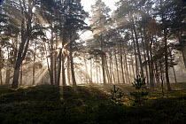 Scots Pine forest (Pinus sylvestris) with early morning misty light filtering through the forest. Cairngorm National Park, Highlands, Scotland, UK, October 2014.