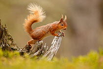 Red Squirrel (Sciurus vulgaris) on gnarled tree stump. Cairngorms National Park, Highlands, Scotland, UK, May.