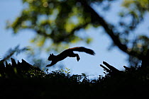 Silhouetted Red Squirrel (Sciurus vulgaris) jumping between tree stumps. Cairngorms National Park, Highlands, Scotland, UK, August.