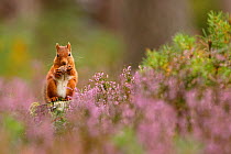 Red squirrel (Sciurus vulgaris) feeding on pine cone in purple heather covered pine forest. Cairngorms National Park, Highlands, Scotland, UK, September 2015.