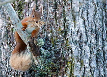Red squirrel (Sciurus vulgaris) with stripped bark for bedding material for drey. Cairngorms National Park, Highlands, Scotland, UK, March.