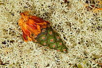 Scots pine (Pinus sylvestis) cone partially chewed / eaten by a Red squirrel (Sciurus vulgaris)  on lichen covered forest floor. Cairngorms National Park, Highlands, Scotland, UK, August 2016.