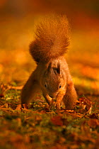 Red Squirrel (Sciurus vulgaris) burying food, Highlands,  Scotland, UK, October.