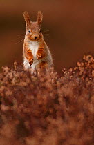 Red Squirrel (Sciurus vulgaris) standing alert amongst heather, Cairngorms National Park, Highlands, Scotland, UK, March.