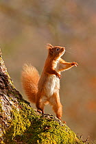 Red Squirrel (Sciurus vulgaris) reaching up and standing on hind legs. Cairngorms National Park, Highlands, Scotland, UK, March.