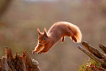 Red Squirrel (sciurus vulgaris) leaping between tree stumps, backlit in morning light .Cairngorms National Park, Scotland, UK, March.