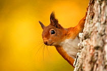 Red squirrel (Sciurus vulgaris) with autumn colours, Cairngorms National Park, Highlands, Scotland, UK. October.