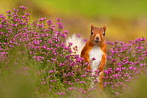 Red squirrel (Sciurus vulgaris) amongst Bell heather (Erica cinerea) Cairngorms National Park, Highlands, Scotland, August.