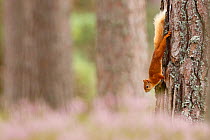 Red squirrel (Sciurus vulgaris) climbing down  Scots pine tree, with heather in bloom, Highlands, Scotland, UK, August.