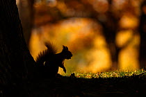 Red squirrel (Sciurus vulgaris) silhouetted against autumnal woodland, Highlands, Scotland, UK, October. Winner of the Seasons Category of the British Wildlife Photography Awards (BWPA) competition 20...