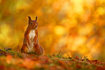 Red squirrel (Sciurus vulgaris) on forest floor with autumn leaves Highlands, Scotland, UK, October.