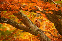 Red squirrel (Sciurus vulgaris) on branch in autumnal forest, Cairngorms National Park, Highlands, Scotland, UK, October