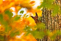 Red squirrel (Sciurus vulgaris) climbing tree trunk with autumn leaves, Highlands, Scotland, October 2015.