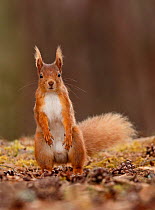 Red squirrel (Sciurus vulgaris) male standing upright in alert pose,Cairngorms National Park, Highlands, Scotland, UK, May 2016.