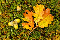 Sessile Oak (Quercus petraea) fallen oak leaf and acorns on moss,  Highlands, Scotland, October.