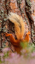 Red squirrel (Sciurus vulgaris) climbing down Scots pine tree, just  tail visible.  Cairngorms National Park, Highlands, Scotland. August.