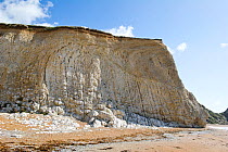 Vertical beds of Cretaceous chalk, with layers of flint and rotated normal faults, Jurrasic Coast, near Durdle Door, Dorset, England, UK.